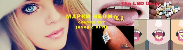 хмурый Аркадак